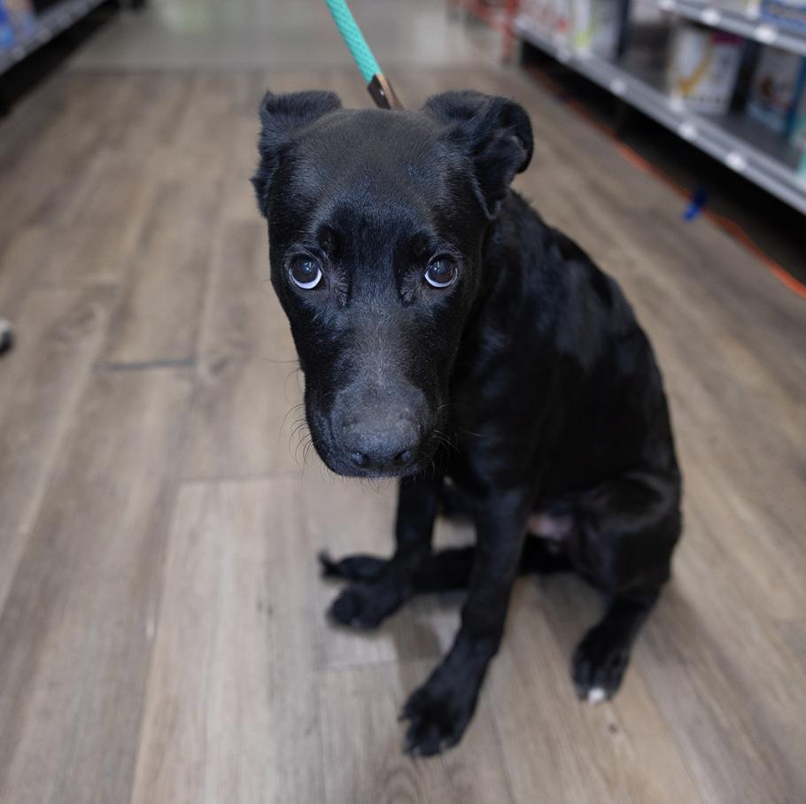 Enlarge Jax, a Adoptable mixed breed in Clovis, NM image 2/3