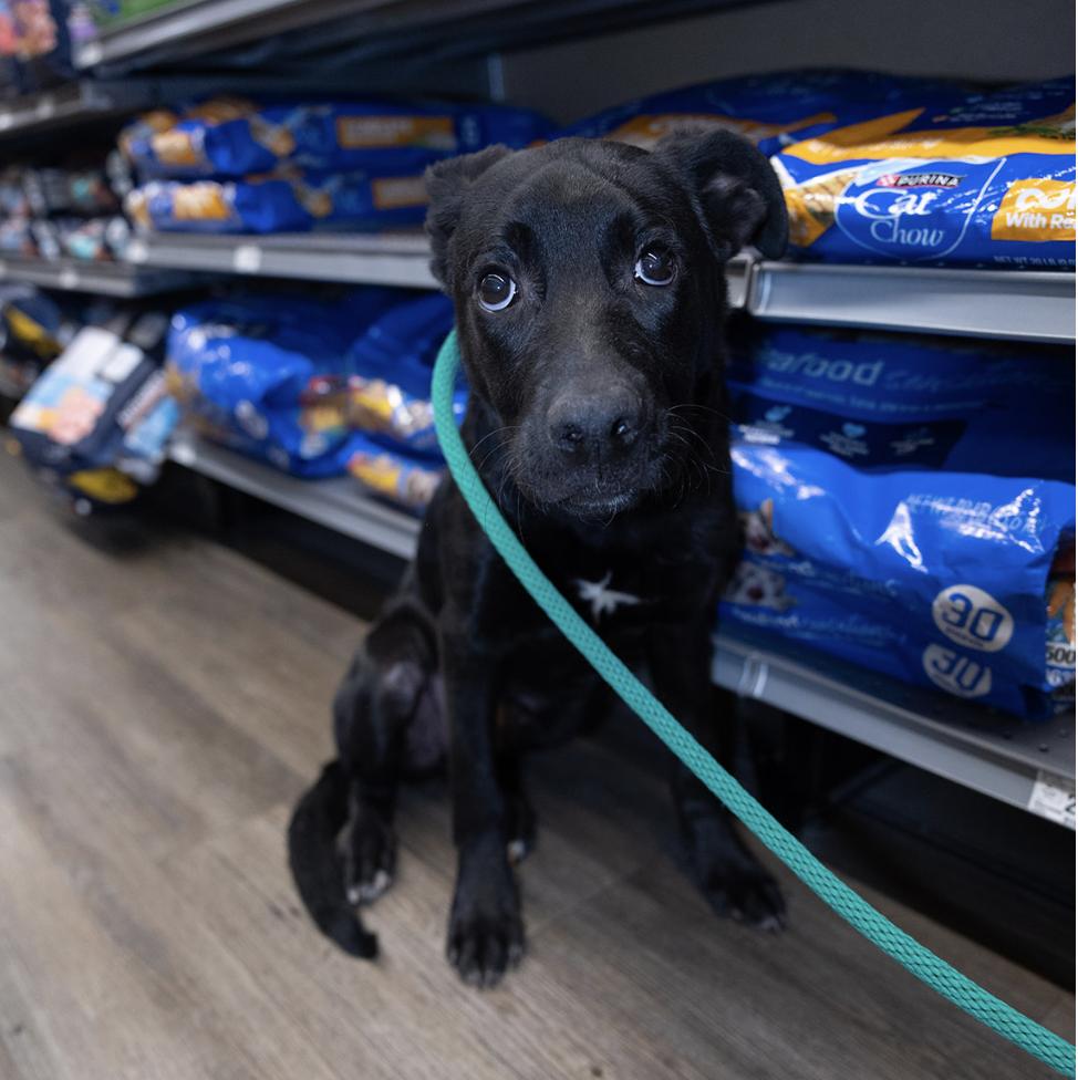 Enlarge Jax, a Adoptable mixed breed in Clovis, NM image 3/3