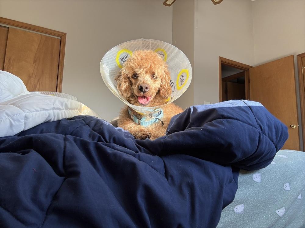 Hugo, Adoptable, Adult Male Poodle.