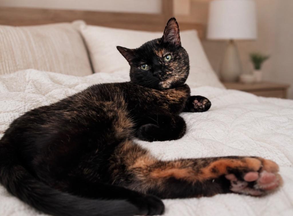 Enlarge Indigo, a Adoptable mixed breed in Calgary, AB image 1/3