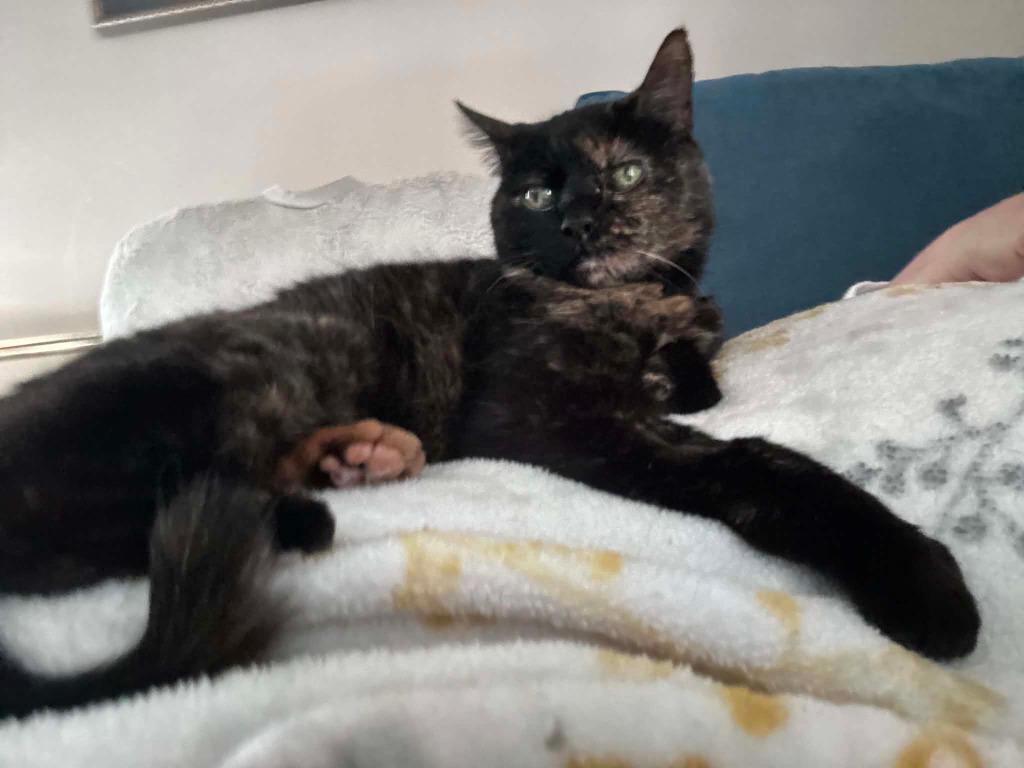 Enlarge Indigo, a Adoptable mixed breed in Calgary, AB image 2/3