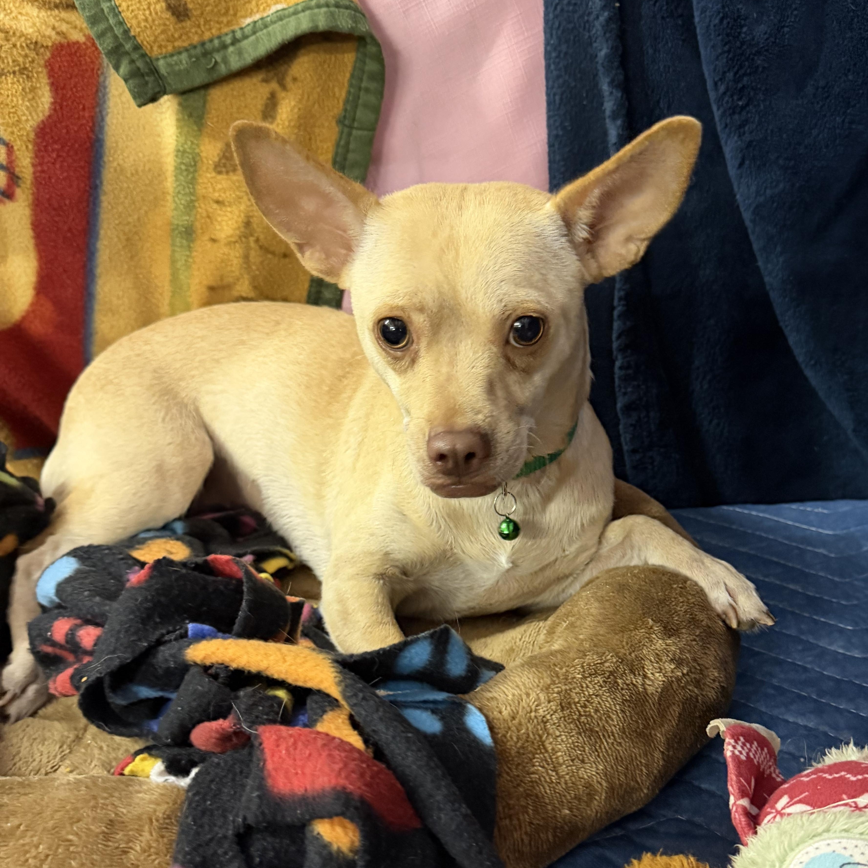 Enlarge Glenda - 13 lbs, a Adopted Chihuahua in Muldrow, OK image 1/4