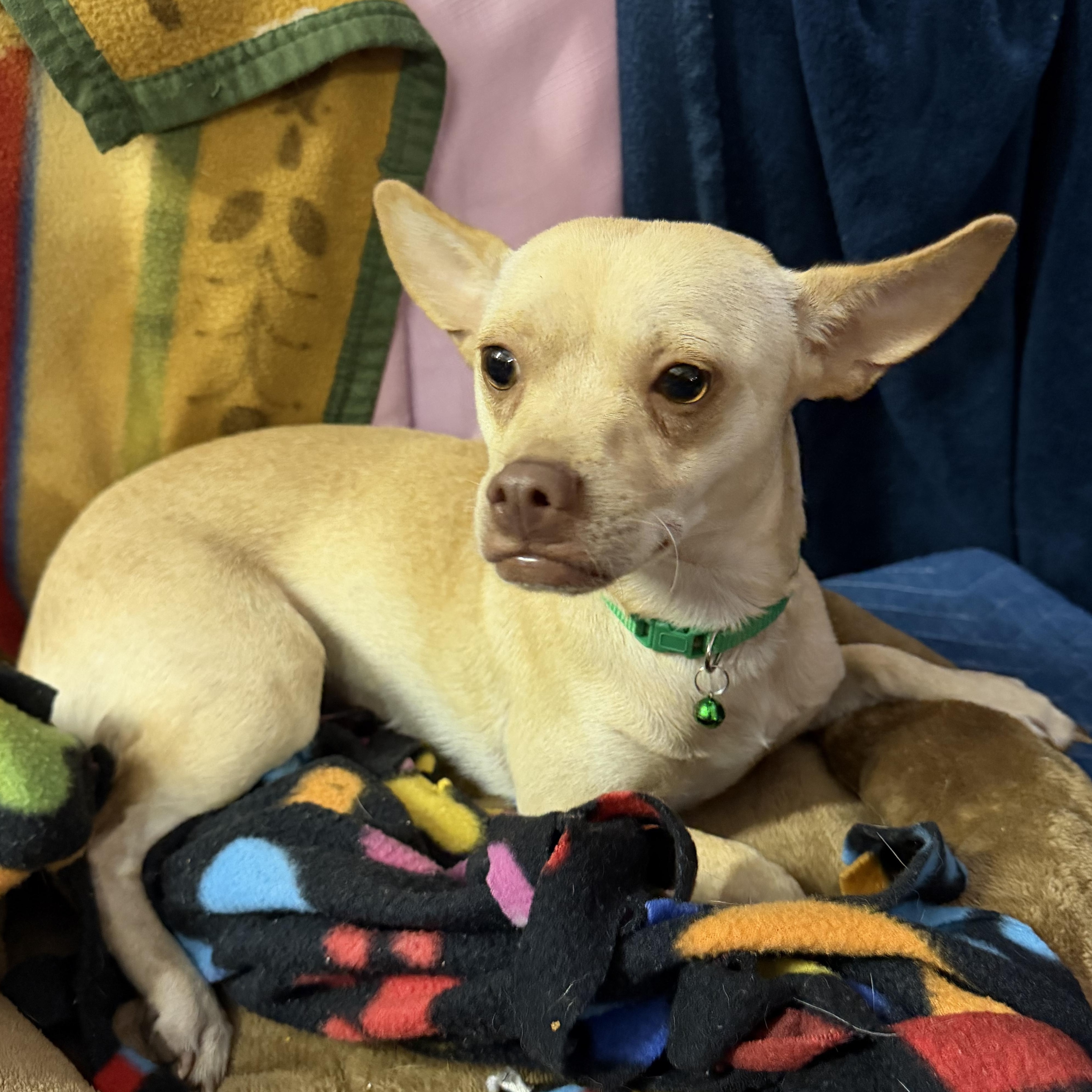 Enlarge Glenda - 13 lbs, a Adopted Chihuahua in Muldrow, OK image 2/4