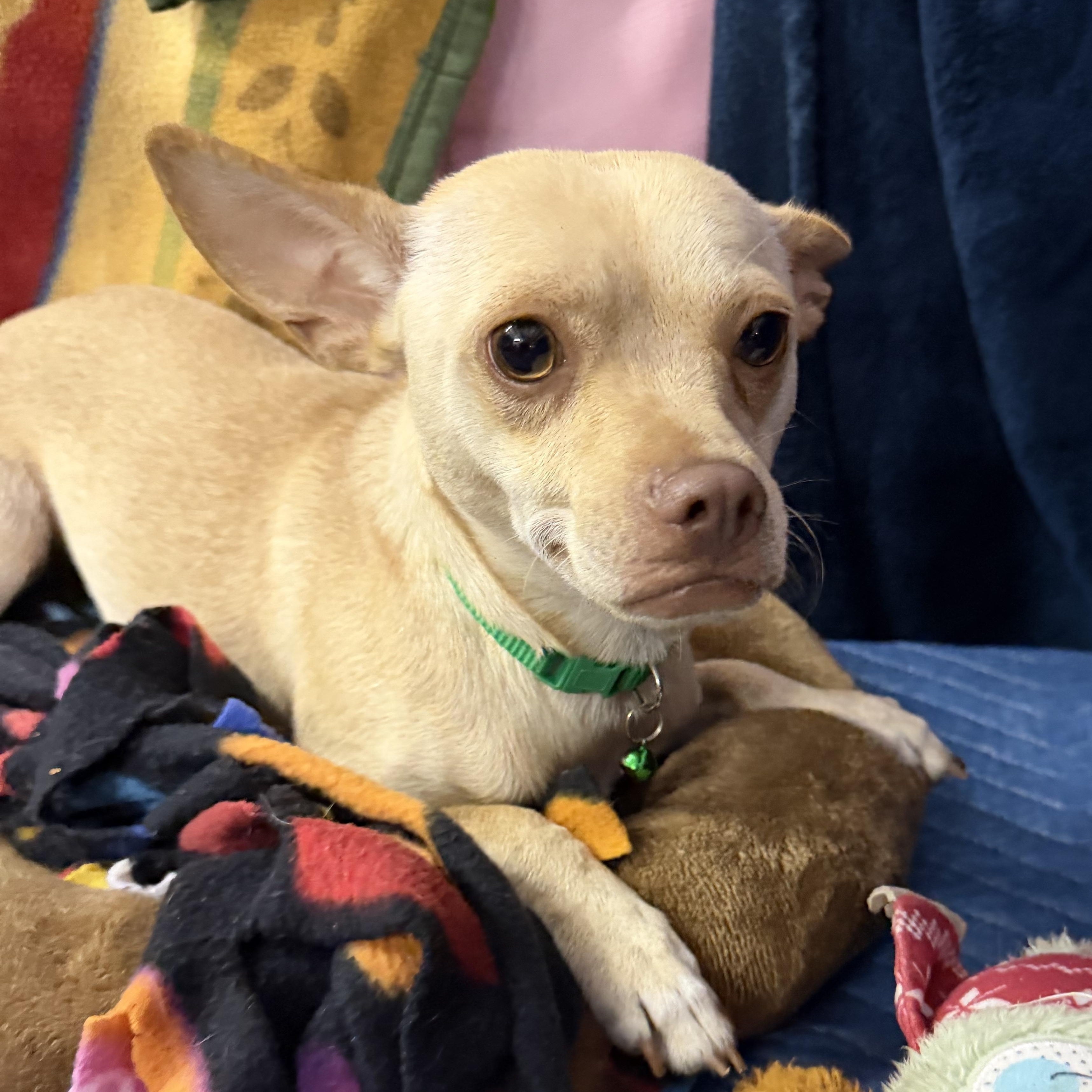 Enlarge Glenda - 13 lbs, a Adopted Chihuahua in Muldrow, OK image 3/4