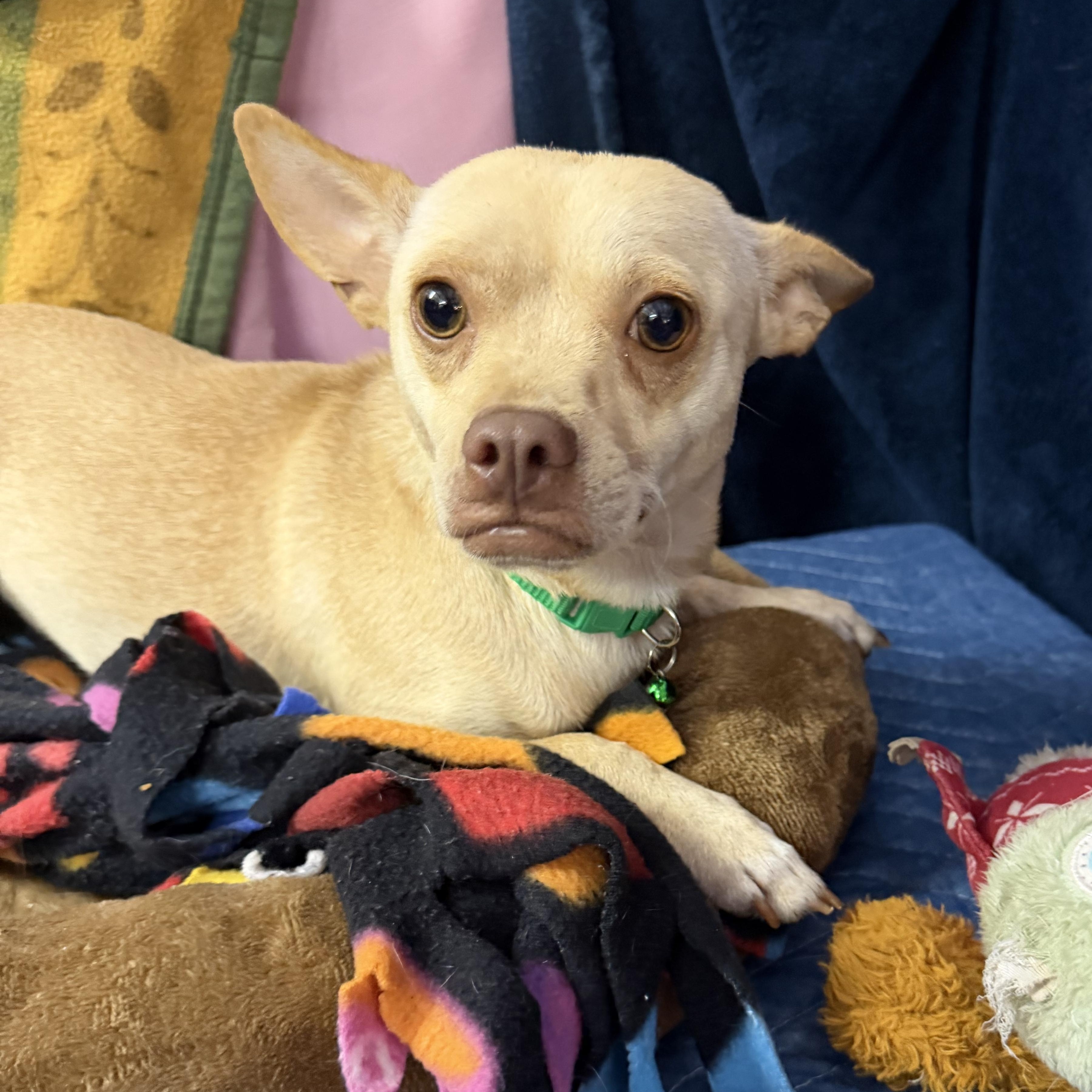 Enlarge Glenda - 13 lbs, a Adopted Chihuahua in Muldrow, OK image 4/4