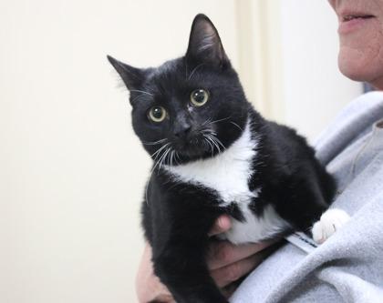 Posey, Adoptable, Kitten Female Domestic Short Hair & Domestic Short Hair.