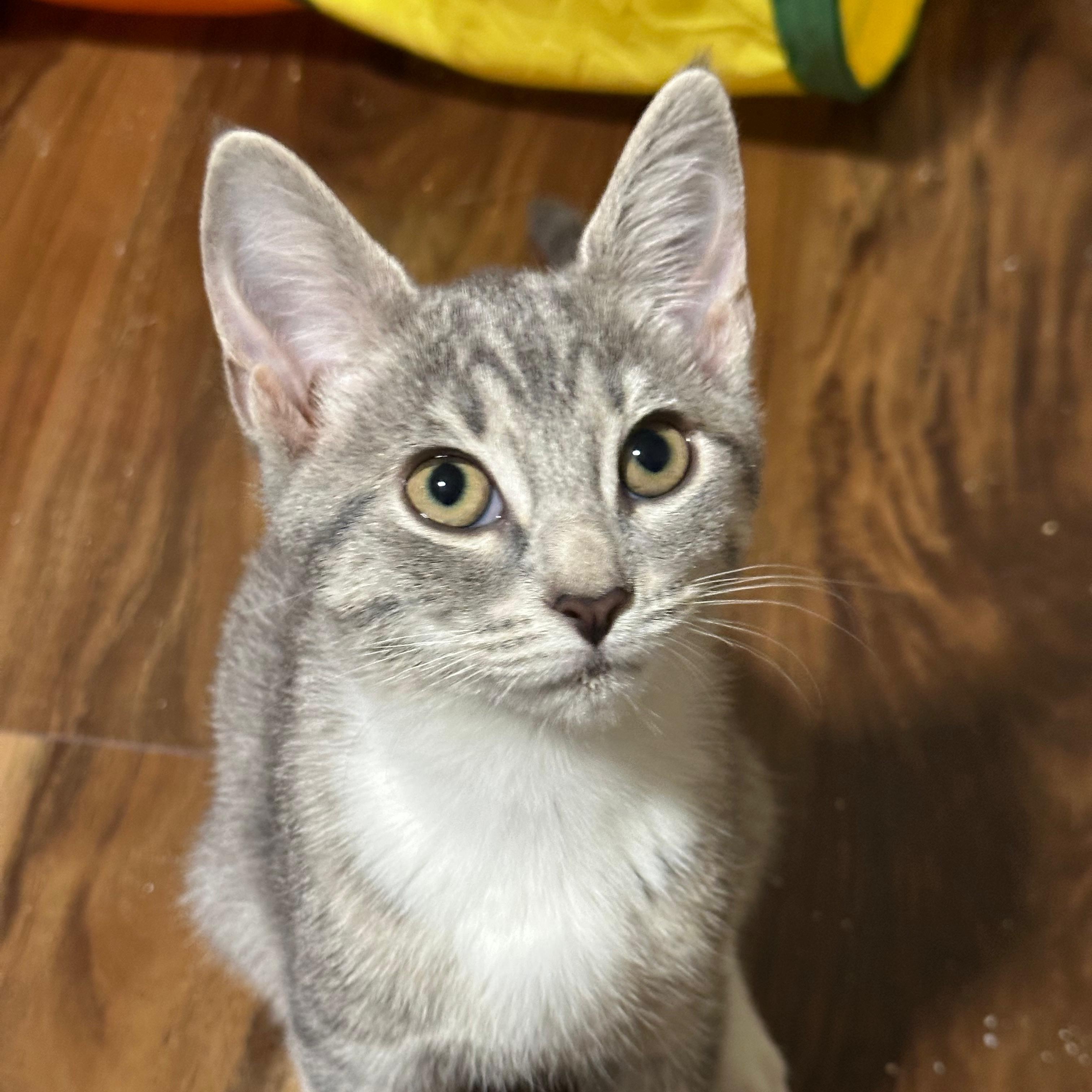 River (bonded with Jasper)