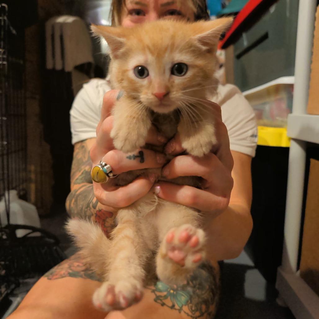 Enlarge Julius, a Adoptable mixed breed in Southington, OH image 2/3