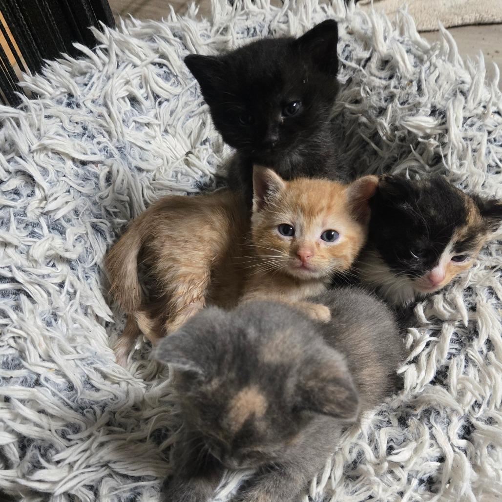 Enlarge Julius, a Adoptable mixed breed in Southington, OH image 3/3