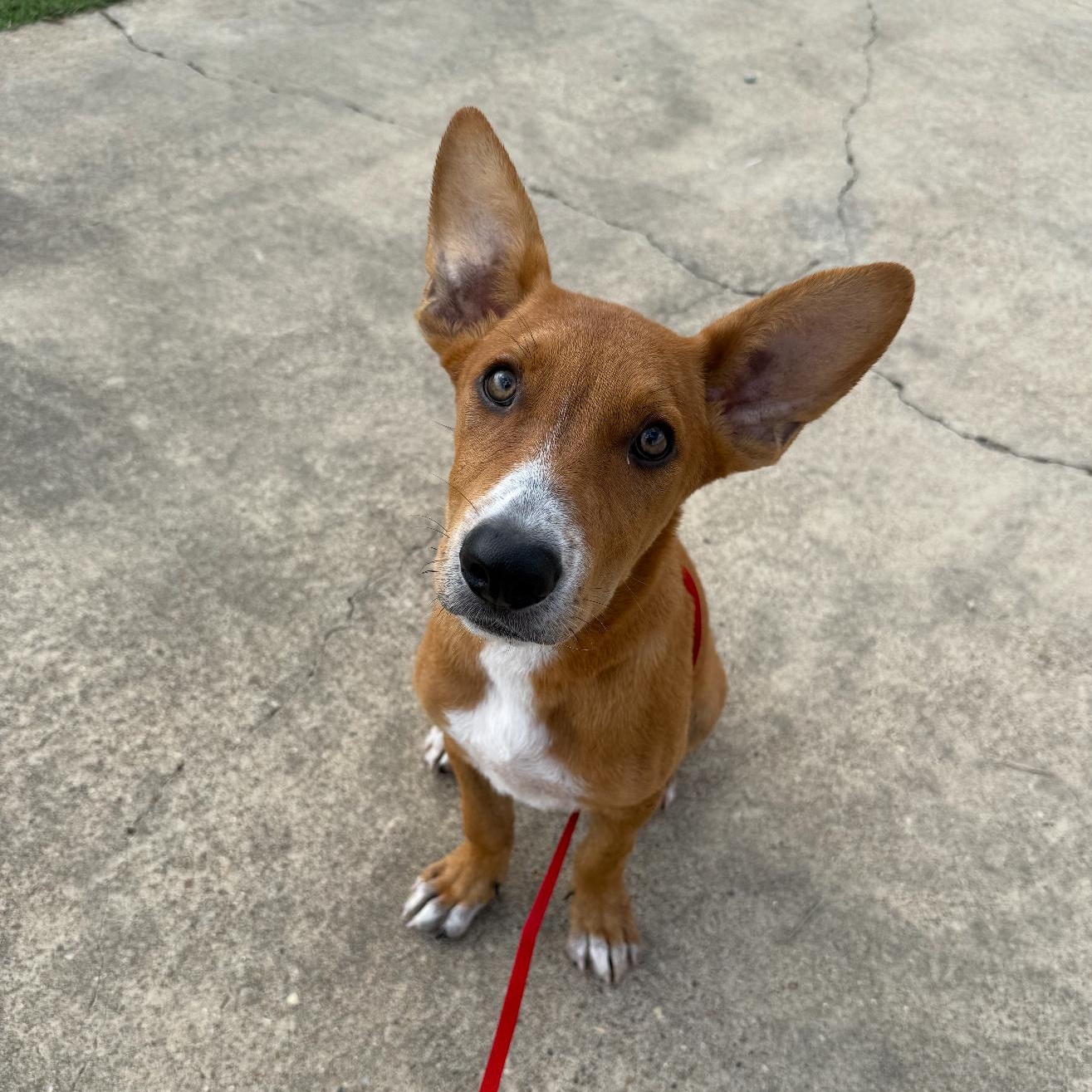 Tucker, Adoptable, Young Male White German Shepherd & Border Collie.