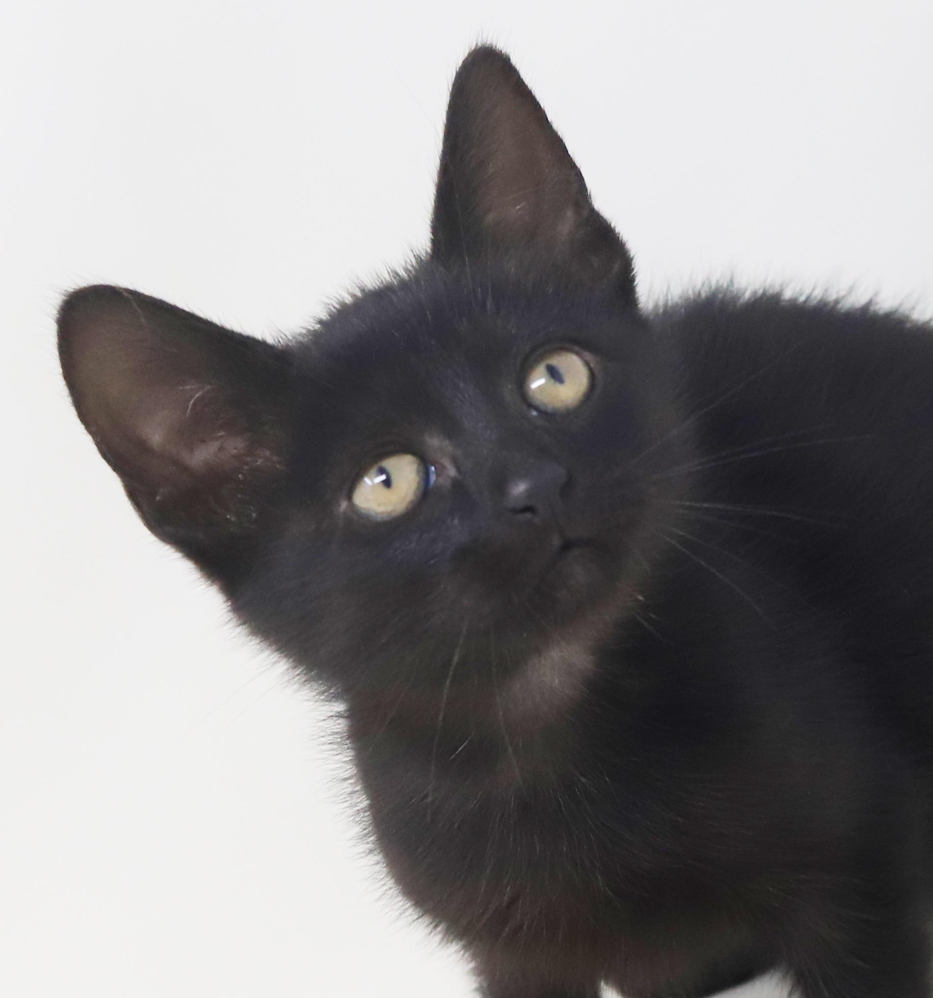 Persephone is princess purrfection!