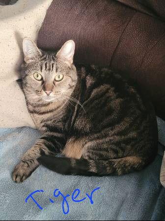 Zz Tiger~ Courtesy, Adoptable, Adult Female Tabby.