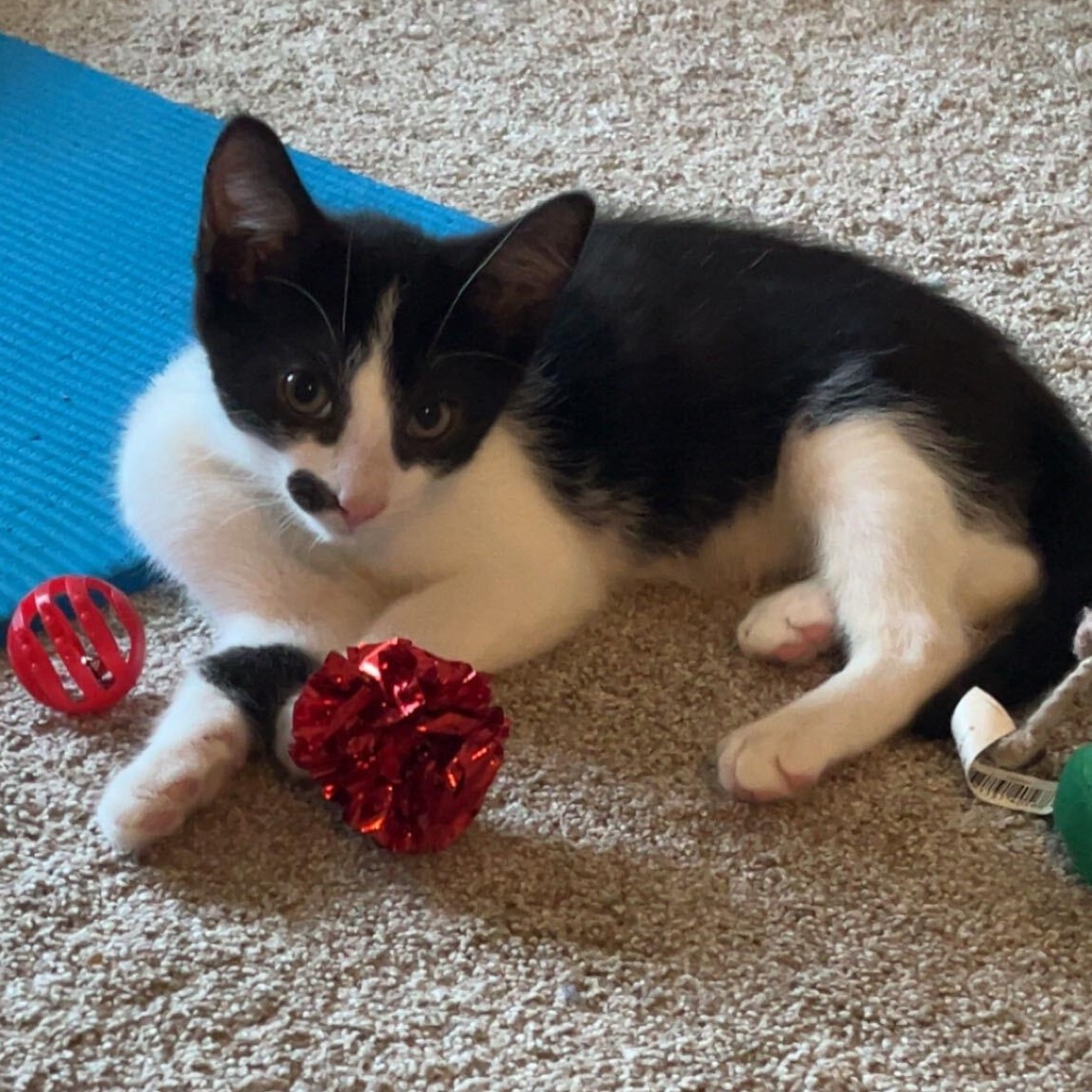 Enlarge Darth, a Adoptable mixed breed in East Amherst, NY image 2/6