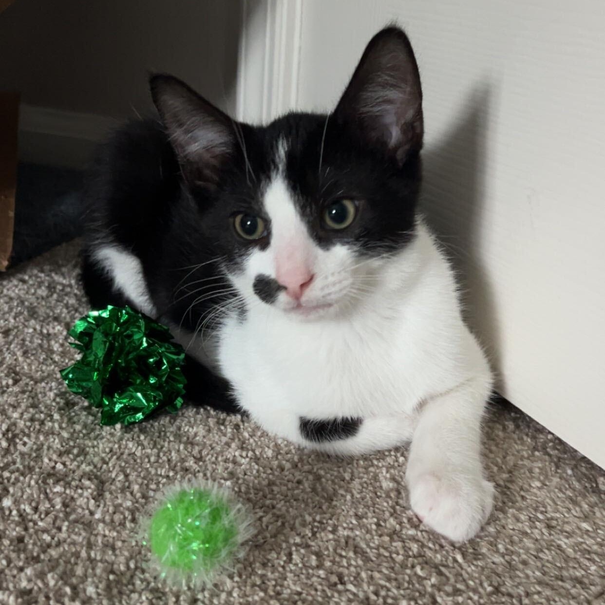 Enlarge Darth, a Adoptable mixed breed in East Amherst, NY image 3/6
