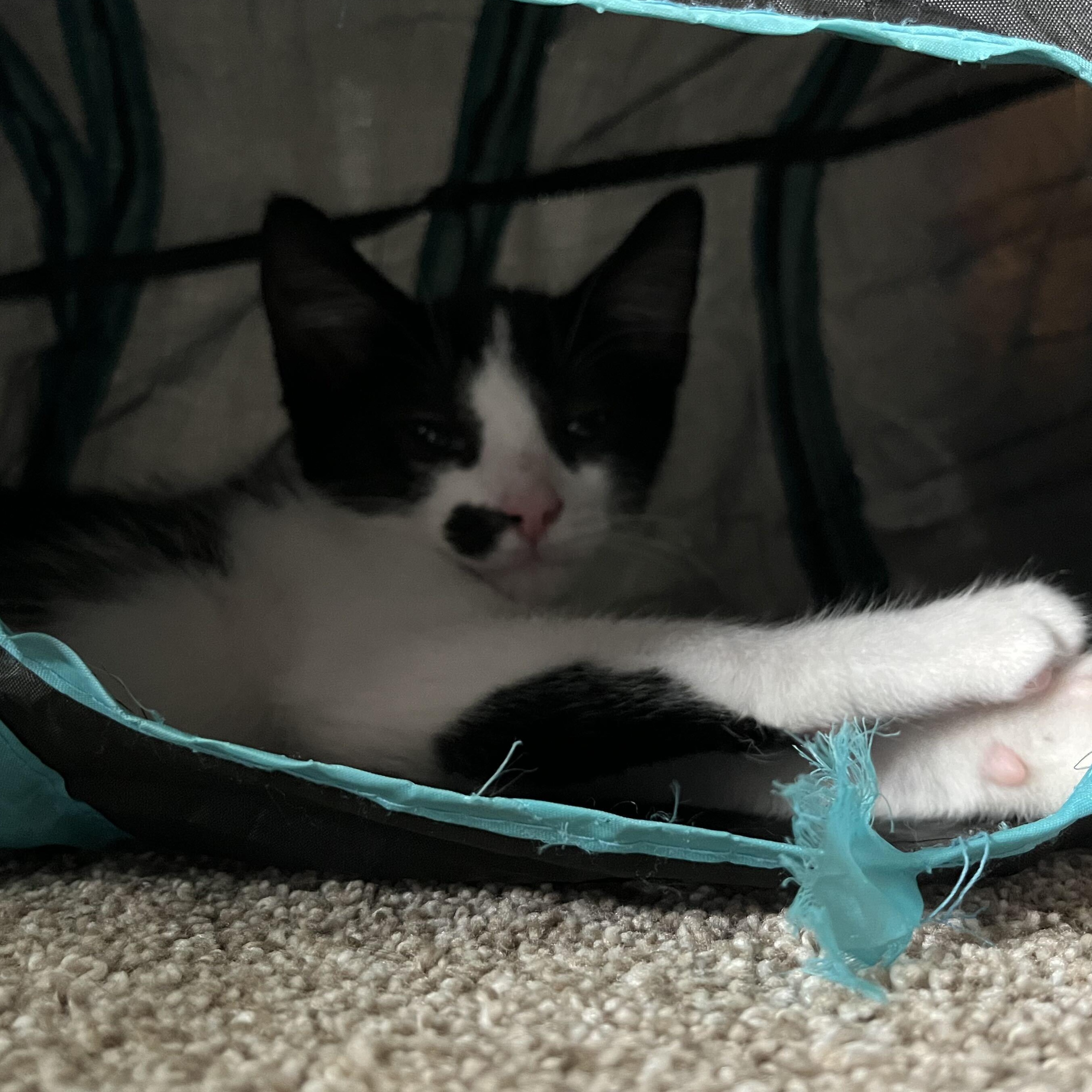 Enlarge Darth, a Adoptable mixed breed in East Amherst, NY image 5/6