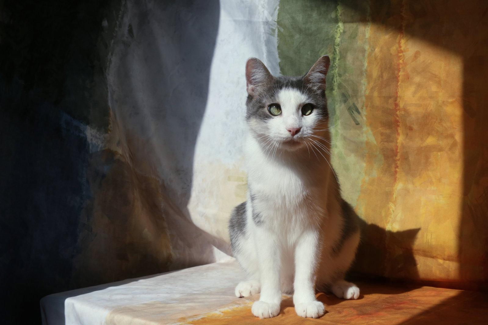 Shomo (TBI/neurogenic bladder), Adoptable, Adult Male Domestic Short Hair.