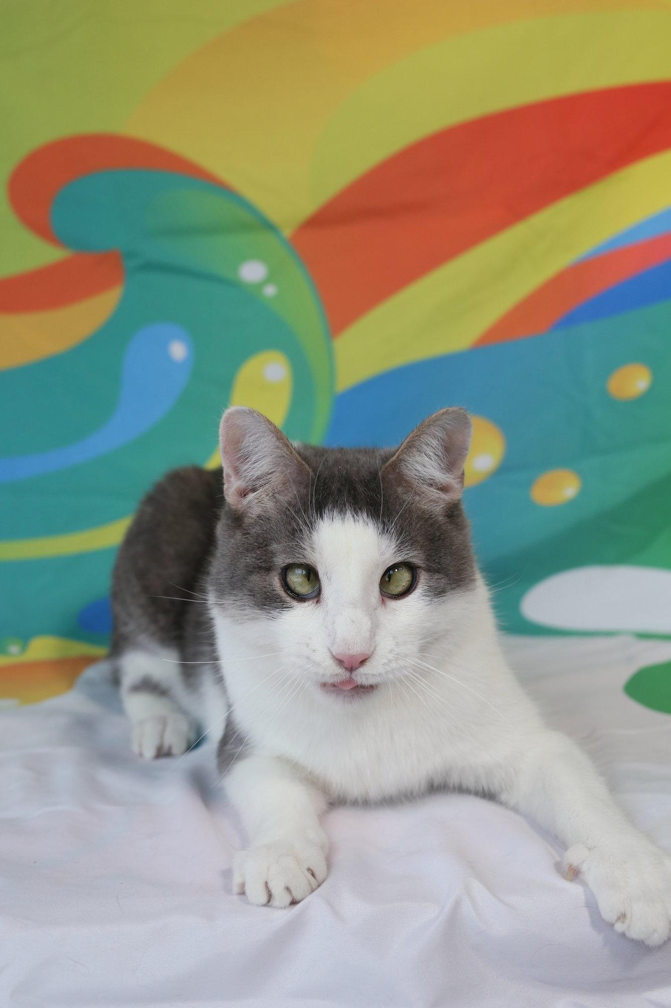Enlarge Shomo (TBI/neurogenic bladder), a Adoptable Domestic Short Hair in New Prague, MN image 2/3