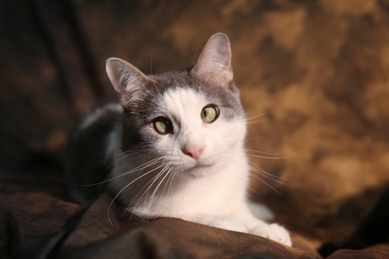 Enlarge Shomo (TBI/neurogenic bladder), a Adoptable Domestic Short Hair in New Prague, MN image 3/3