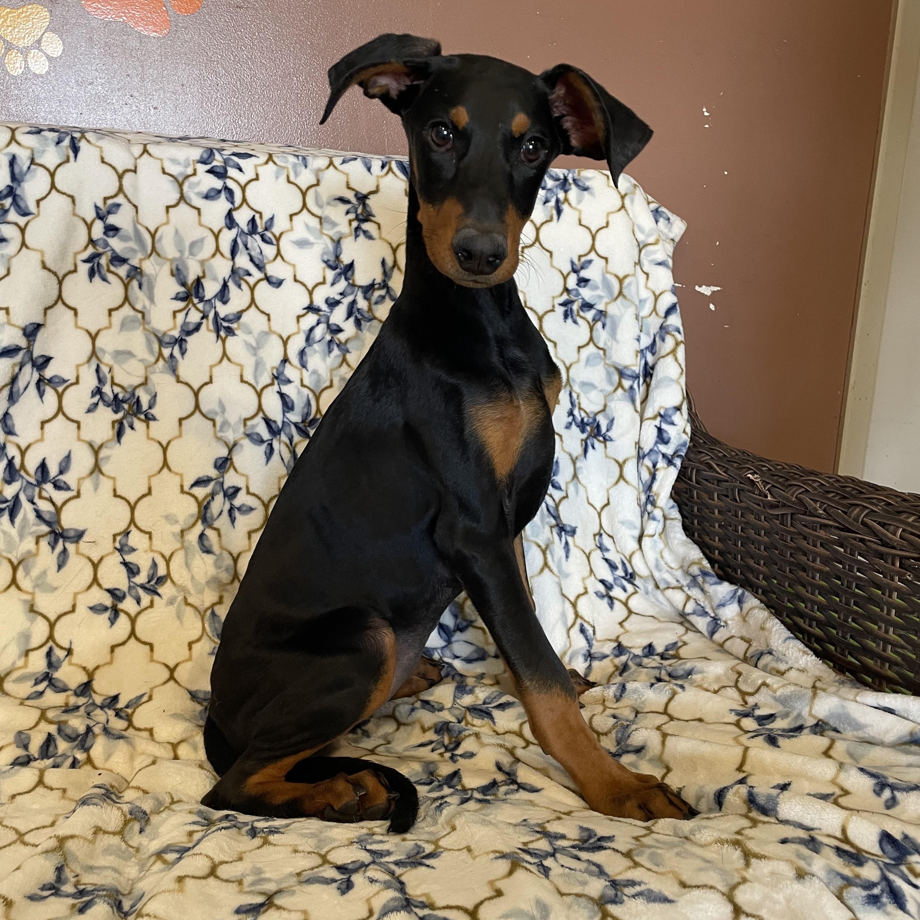 Enlarge Susie Q , an adopted Doberman Pinscher in Phoenix, AZ image 3/3