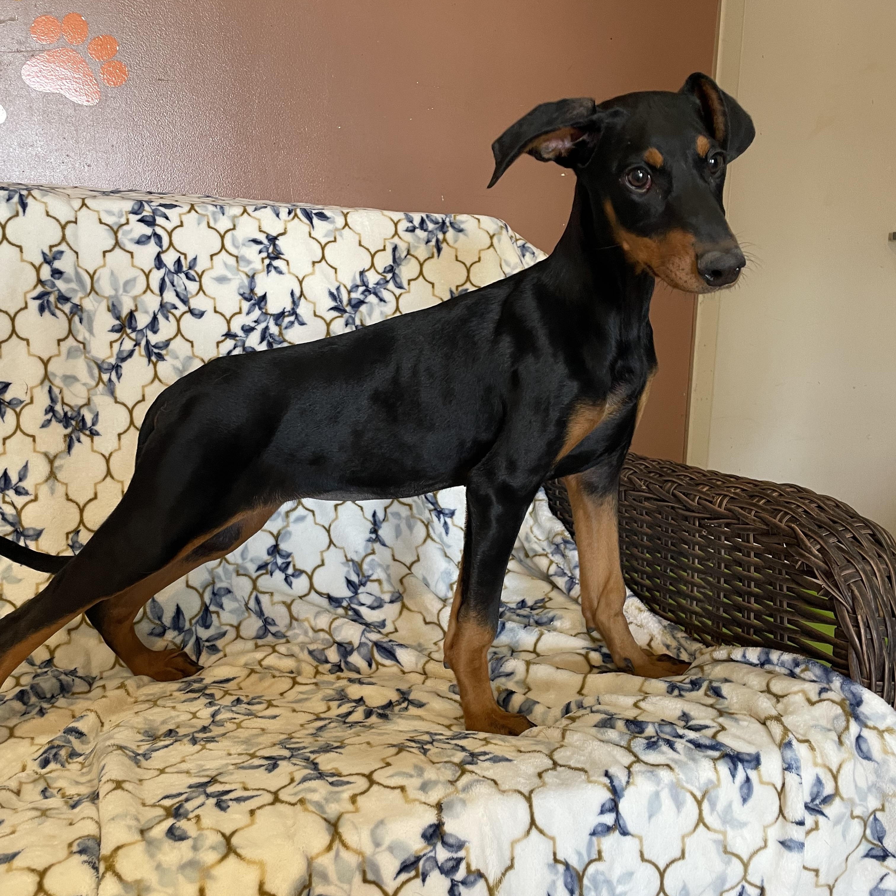 Enlarge Susie Q , an adopted Doberman Pinscher in Phoenix, AZ image 1/3