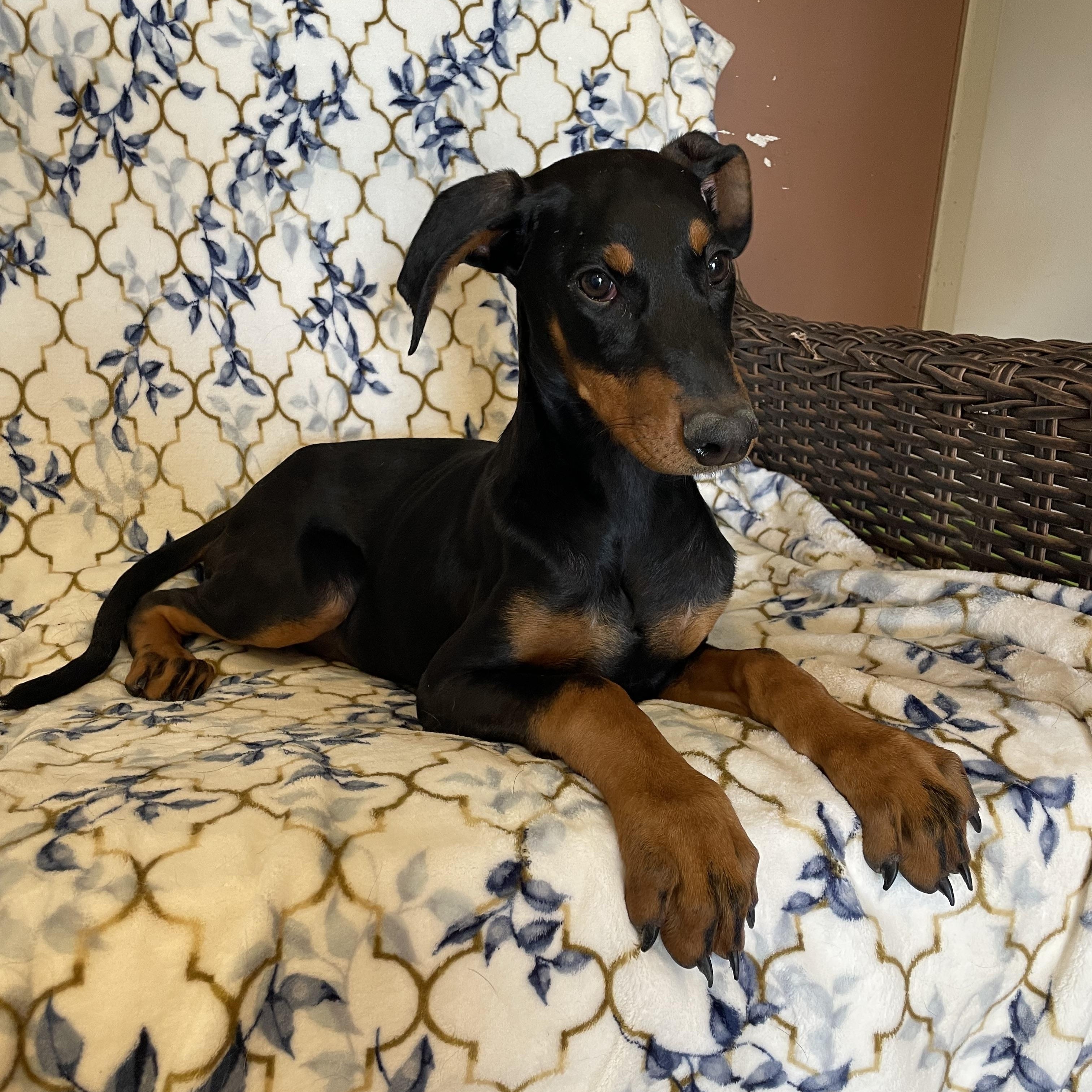 Enlarge Susie Q , an adopted Doberman Pinscher in Phoenix, AZ image 2/3