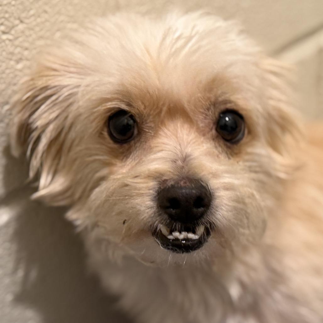 Enlarge Shaggy: cutest underbite, a Adoptable mixed breed in Austin, TX image 4/5