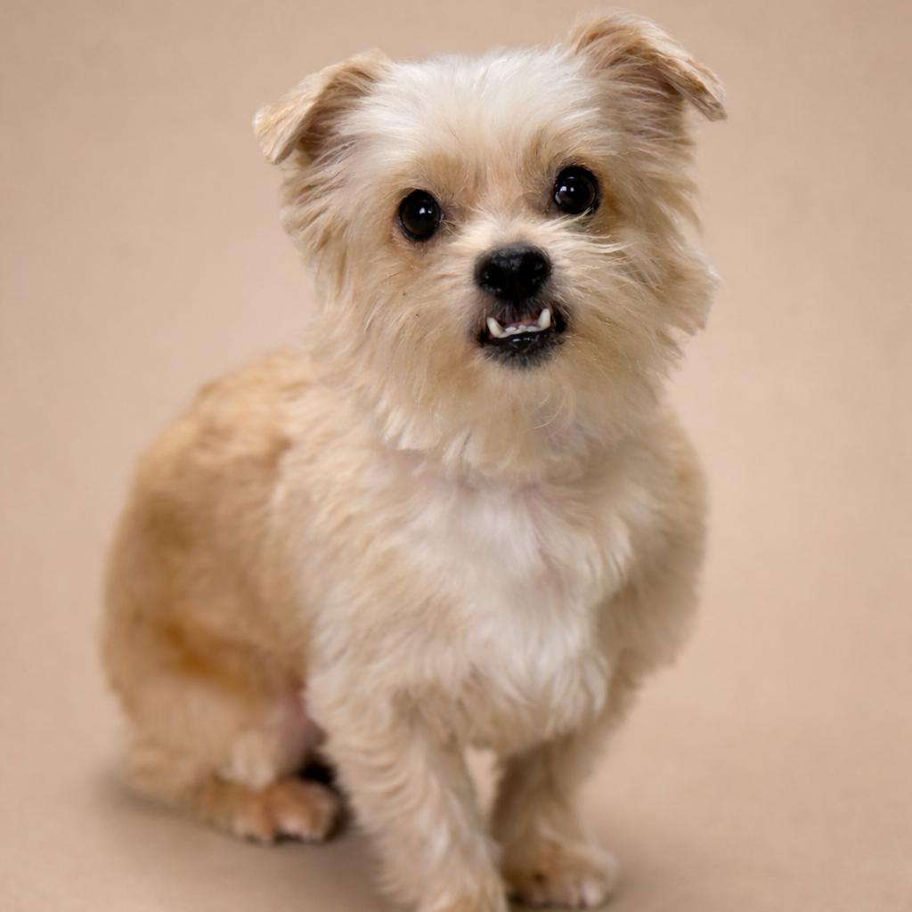 Enlarge Shaggy: cutest underbite, a Adoptable mixed breed in Austin, TX image 2/5