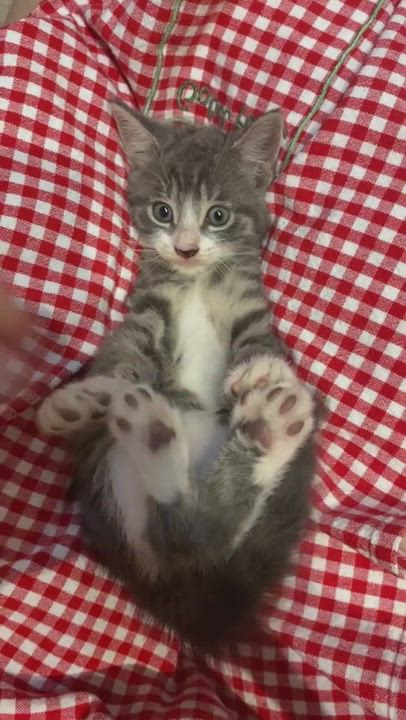 Enlarge French Sweets Delphine & Coty!, a Adopted Domestic Short Hair in Stamford, CT video 1/6