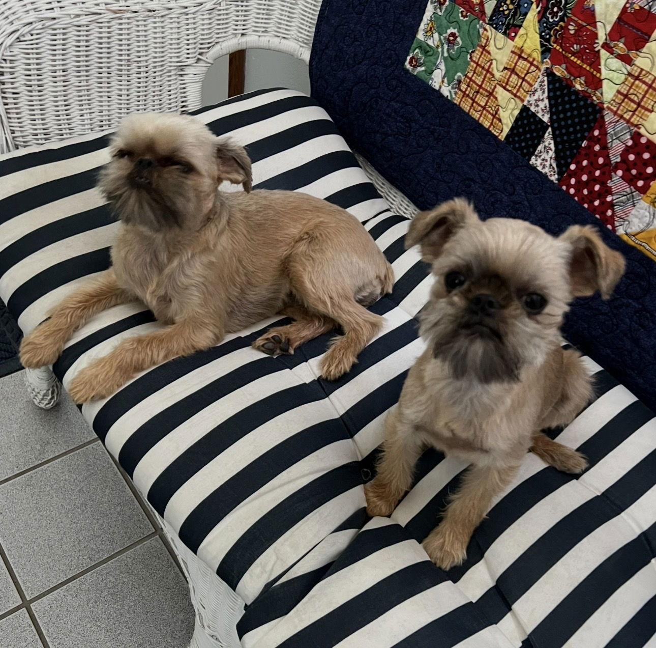 Betty & Lulu (bonded pair), Adoptable, Young Female Brussels Griffon.