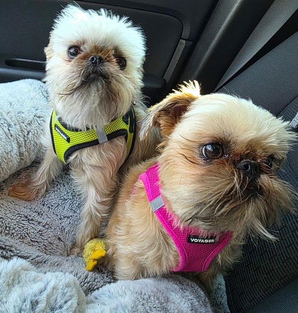 Enlarge Betty & Lulu (bonded pair), a Adoptable Brussels Griffon in Fort Wayne, IN image 2/3