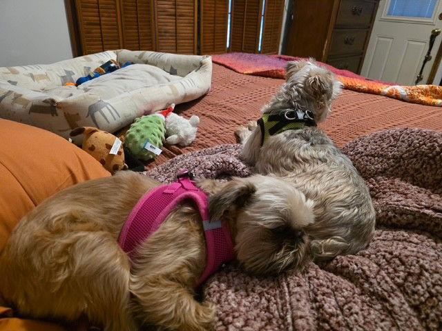 Enlarge Betty & Lulu (bonded pair), a Adoptable Brussels Griffon in Fort Wayne, IN image 3/3
