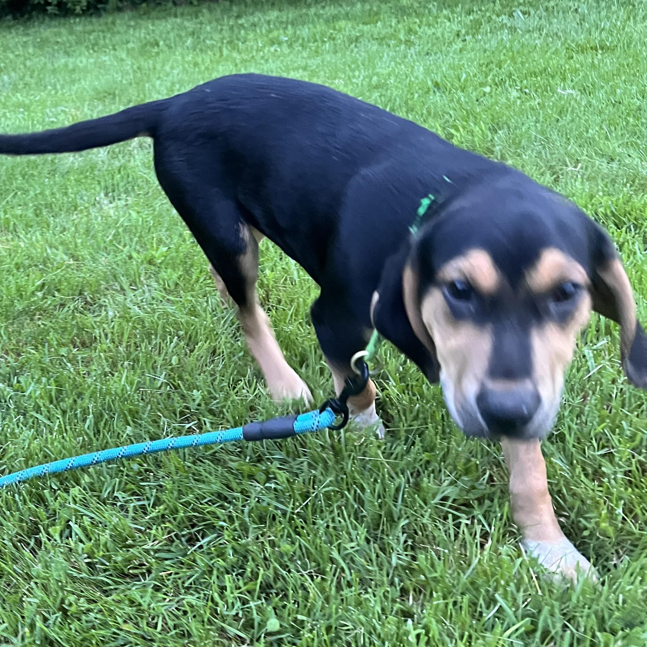 Dog for adoption Tank, a Black and Tan Coonhound & Treeing Walker
