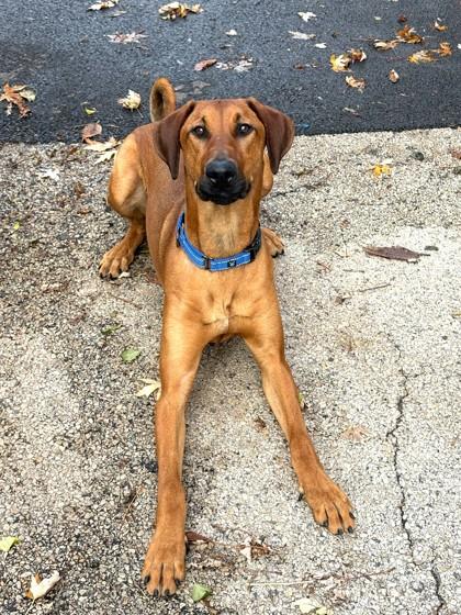 Mandolin, Adoptable, Puppy Male Mixed Breed & Mixed Breed.