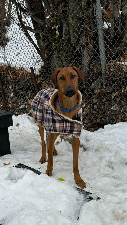 Mandolin, Adoptable, Puppy Male Mixed Breed & Mixed Breed.