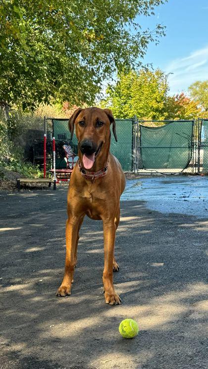 Mandolin, Adoptable, Puppy Male Mixed Breed & Mixed Breed.