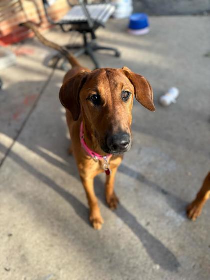 Enlarge Mandolin, a Adoptable Mixed Breed in Chicago, IL image 2/3