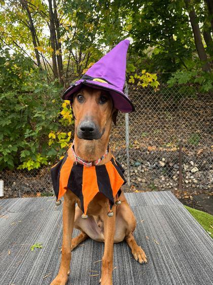 Enlarge Mandolin, a Adoptable Mixed Breed in Chicago, IL image 3/3