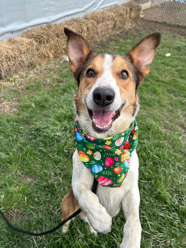 Enlarge Milo, a Adoptable mixed breed in Marion, OH image 1/6