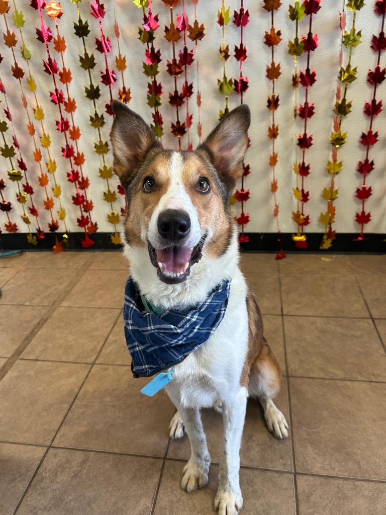 Enlarge Milo, a Adoptable mixed breed in Marion, OH image 2/6