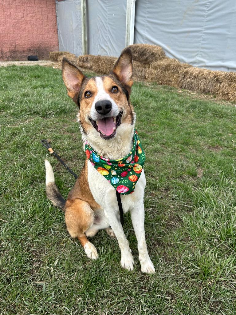 Enlarge Milo, a Adoptable mixed breed in Marion, OH image 3/6