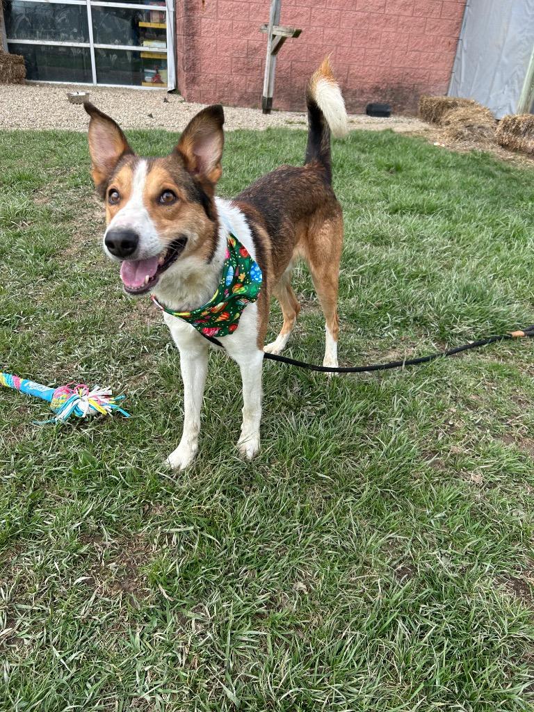 Enlarge Milo, a Adoptable mixed breed in Marion, OH image 5/6