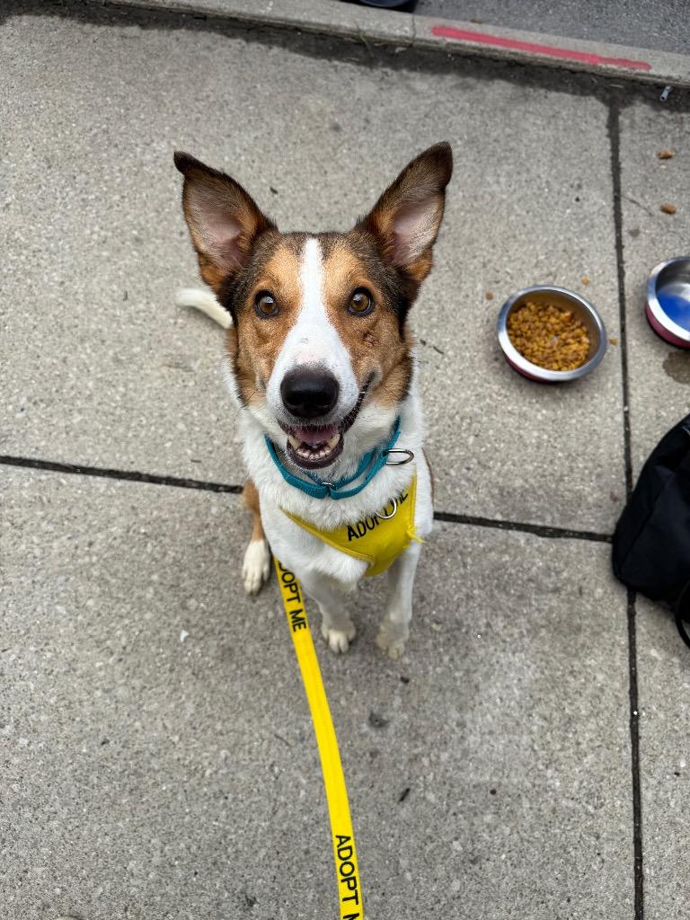 Enlarge Milo, a Adoptable mixed breed in Marion, OH image 6/6