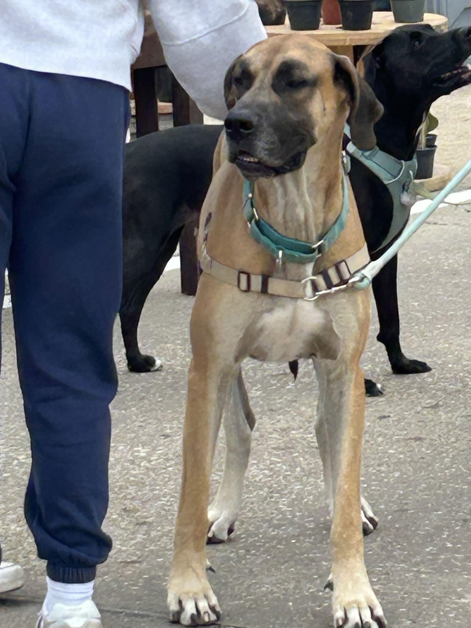 Oscar, a Adopted Great Dane in Barnhart, MO image 1/3