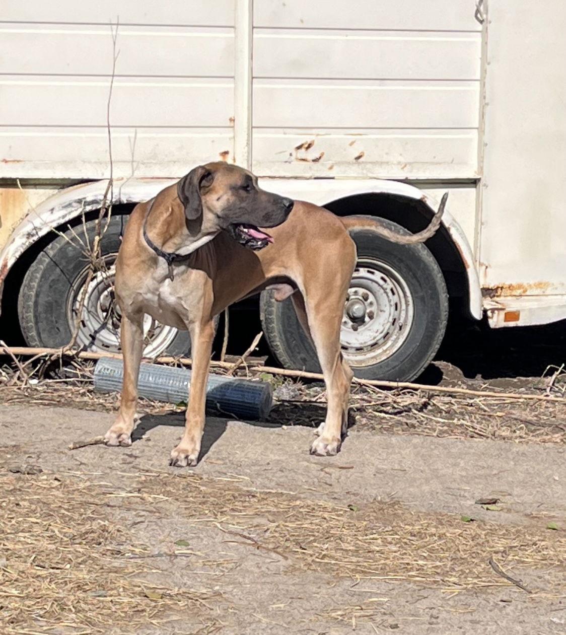 Oscar, a Adopted Great Dane in Barnhart, MO image 2/3