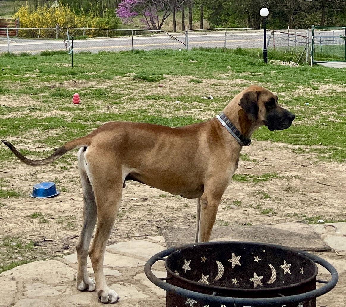 Oscar, a Adopted Great Dane in Barnhart, MO image 3/3
