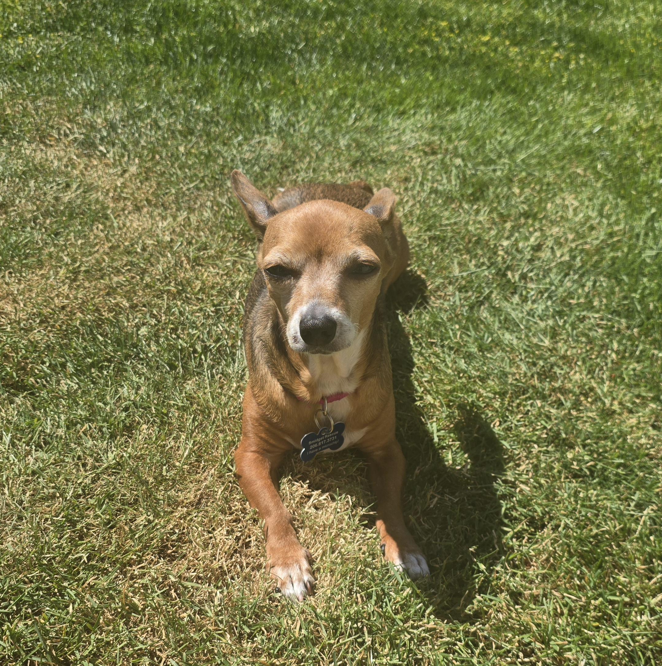 Enlarge Sabine, a Adoptable Chiweenie in Covington, WA image 6/6