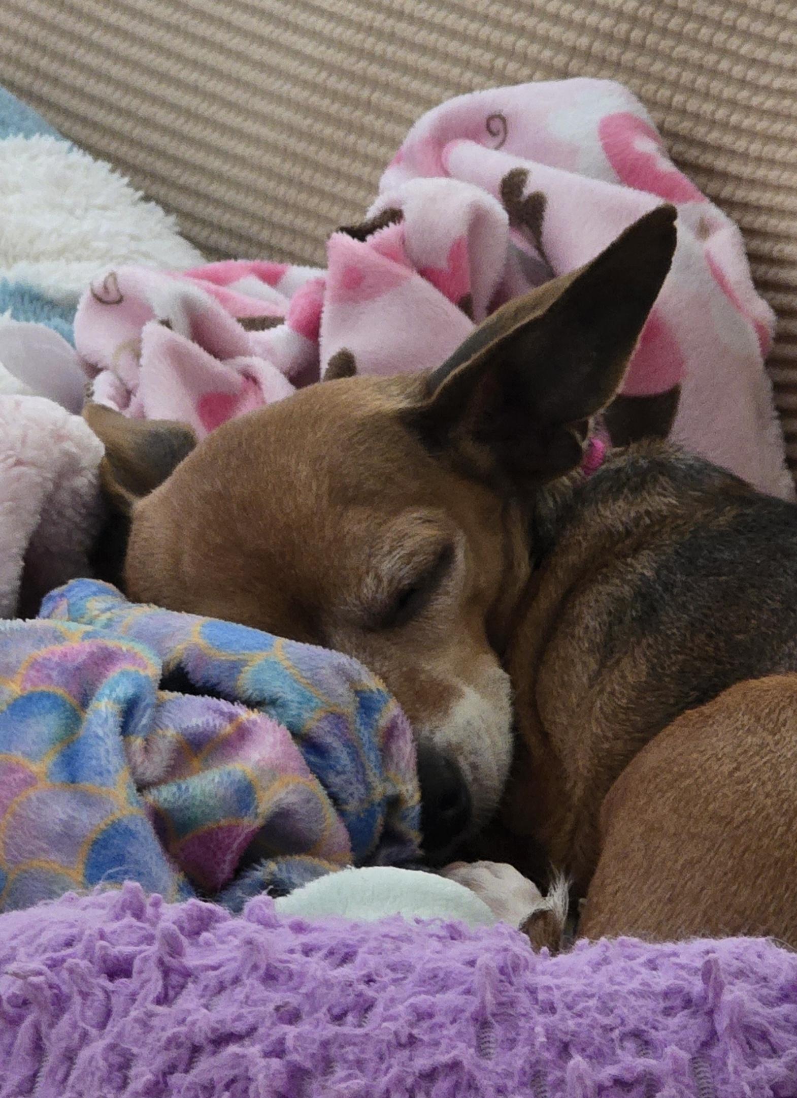 Sabine, Adoptable, Adult Female Chiweenie.