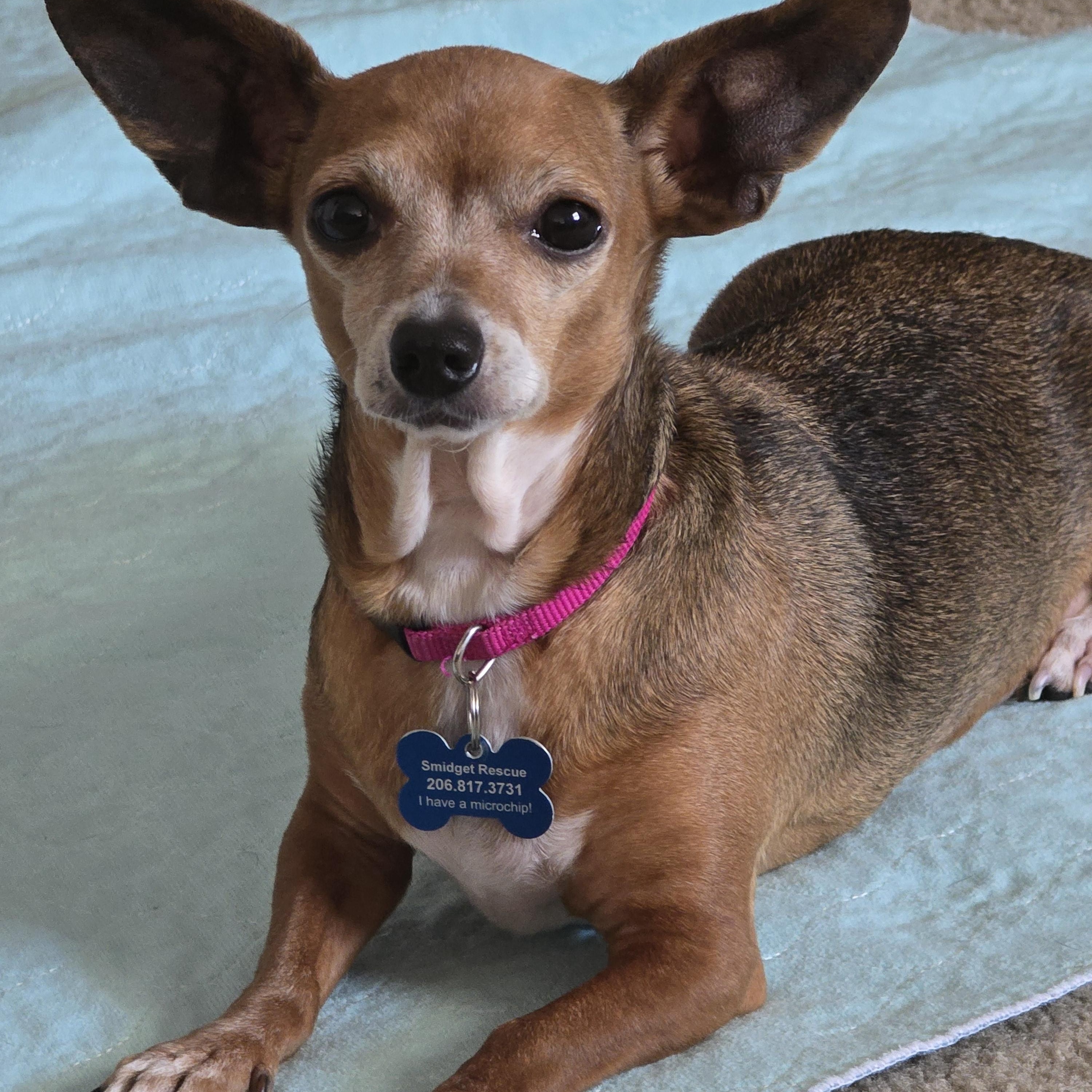 Enlarge Sabine, a Adoptable Chiweenie in Covington, WA image 4/6