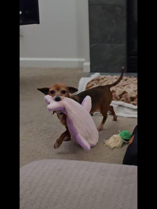 Enlarge Sabine, a Adoptable Chiweenie in Covington, WA video 5/6