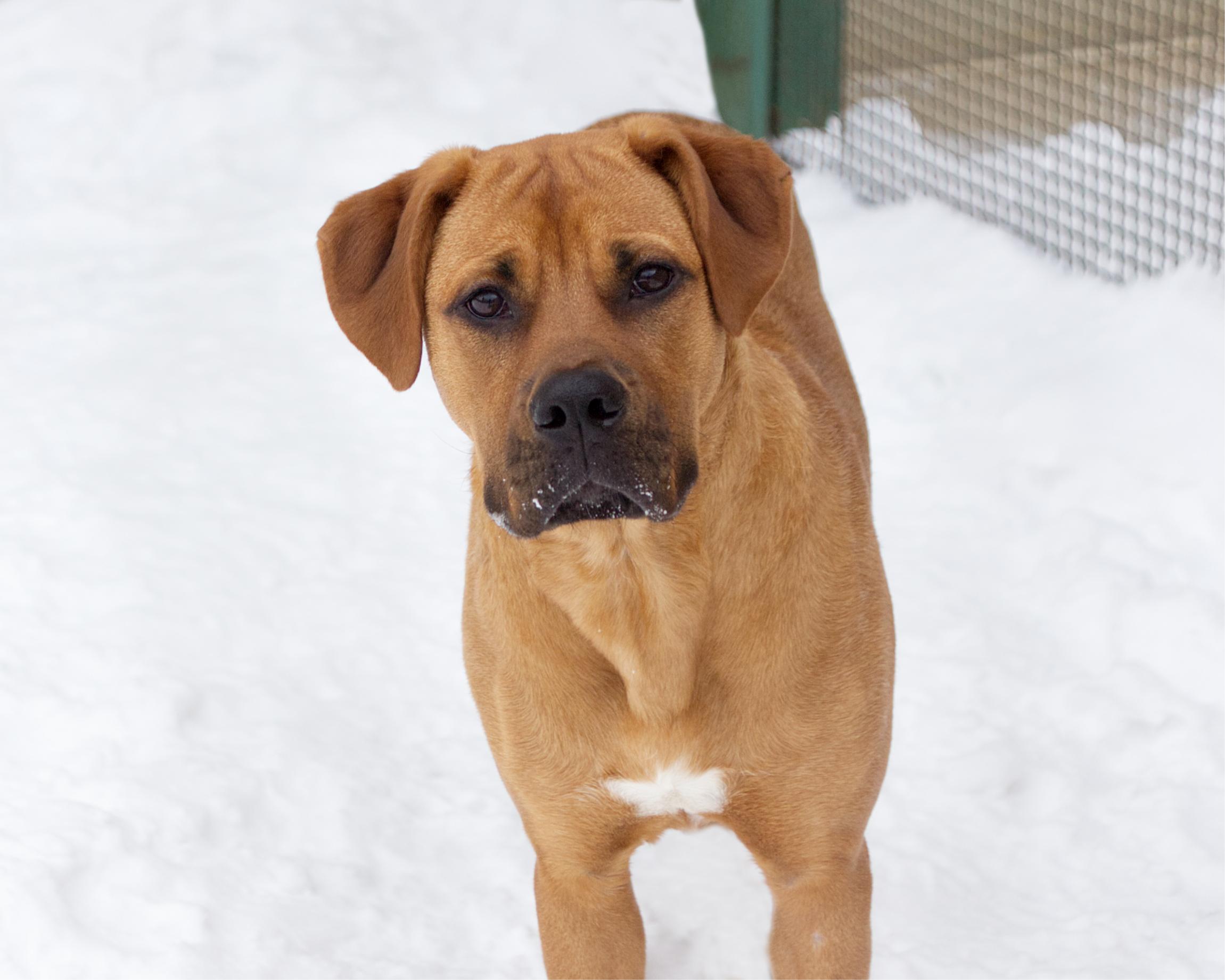 Enlarge Alyssa, an adoptable mixed breed in Winnipeg, MB image 3/3